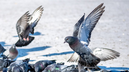 beautiful pigeon takes off in the Park in winter