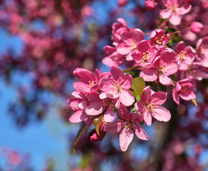 branch of decorative cherry with pink flowers