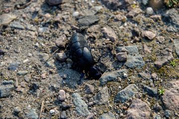 Ölkäfer, gedärme, Hintergrund, Gelb, Schwarz, Leben, Insekt