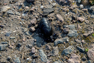 Ölkäfer, gedärme, Hintergrund, Gelb, Schwarz, Leben, Insekt