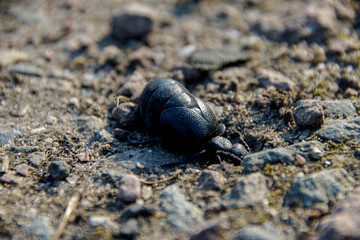 Ölkäfer, gedärme, Hintergrund, Gelb, Schwarz, Leben, Insekt