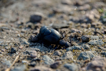 Ölkäfer, gedärme, Hintergrund, Gelb, Schwarz, Leben, Insekt