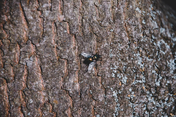 Fliege, Holz, Baum, Rinde, Hintergrund, Textur