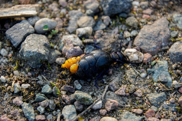 Ölkäfer, Tot, gedärme, Hintergrund, Gelb, Schwarz