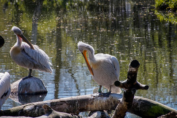 Pelikan, Vogel, Schnabel, Groß, Federn, Fliegen
