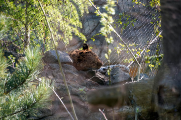 Leopard, schlafen, Sonne, Gefangenschaft, Zoo