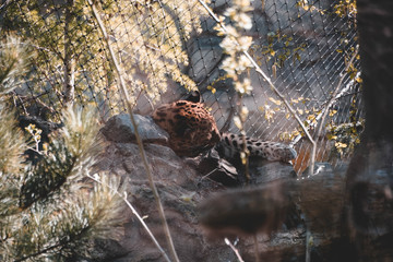 Leopard, schlafen, Sonne, Gefangenschaft, Zoo, schnell 