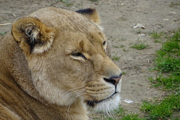 Beautiful lions at the zoo