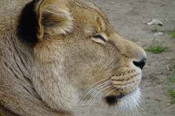 Beautiful lions at the zoo