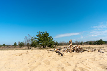 Dünenlandschaft mit Wanderdüne und Sand bis zum Horizont mit vereinzelten Bäumen auf der Schönower Heide in Brandenburg 