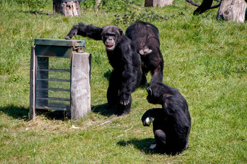 Schimpanse, Primat, Affe, Schwarz, erwachsen, 3