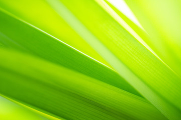 Macro view of green leaf texture