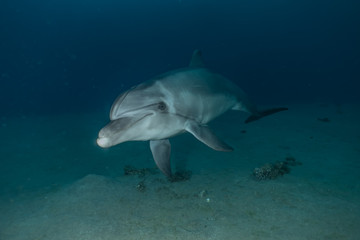 Fototapeta premium Dolphins swimming in the Red Sea, Eilat Israel