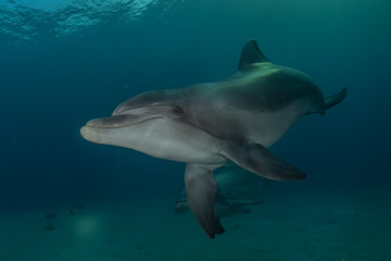 Fototapeta premium Dolphins swimming in the Red Sea, Eilat Israel