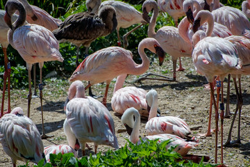 Flamingo, Pink, Vogel, Vögel, auf ein bein stehen 