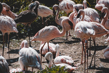 Flamingo, Pink, Vogel, Vögel, auf ein bein stehen, Schwarz