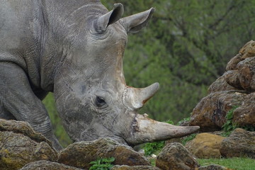 Rhinos at the zoo