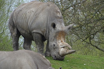 Rhinos at the zoo