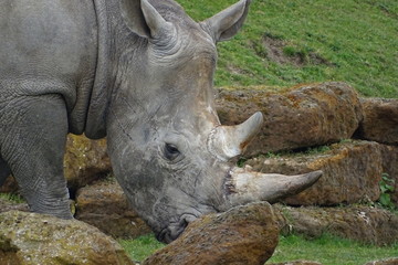 Rhinos at the zoo