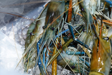 Big fresh river prawn are ready to cooking,In the ice,on the White Blackground.