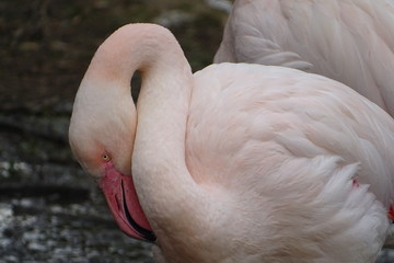Fototapeta premium Beautiful pink Chilean flamingos at the zoo