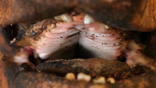Pig's mouth and nose. Bizarre pig head Circling on a table. Close-up. Pig heads being sold at the market.