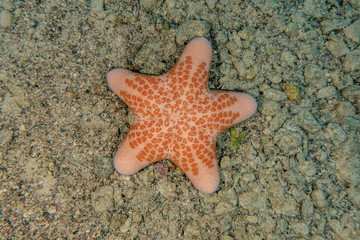 Starfish On the seabed in the Red Sea, eilat israel
