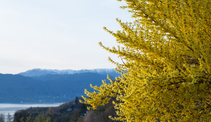 Yellow bush in bloom with mountain and sky in background