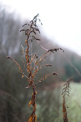 spider web on a branch 