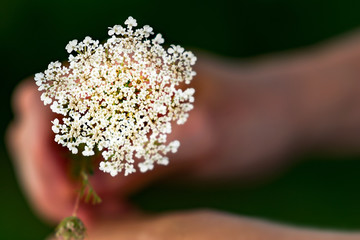 Closeup of hands holding a bunch of very small white flowers against a bokeh background