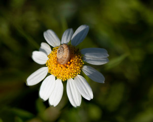 close up morning view on snail on yellow flower green background