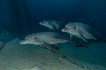 Fototapeta premium Dolphins swimming in the Red Sea, Eilat Israel