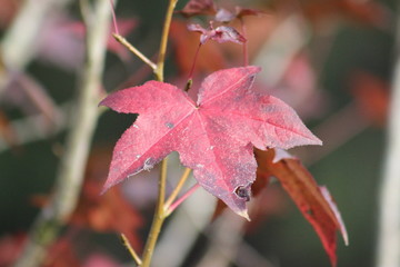 red autumn leaf
