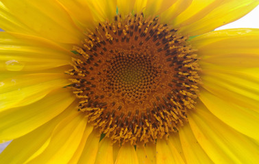 Naklejka premium Sunflower
