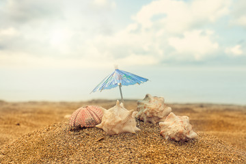 Fototapeta na wymiar Umbrella, a sea shell and sea urchin shell in the sand
