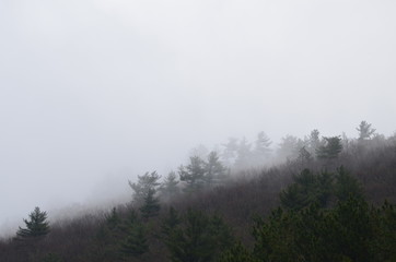 Pine Tree Forest with Low Clouds and Fog 