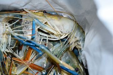 Big fresh river prawn are ready to cooking,In the ice,on the White Blackground.