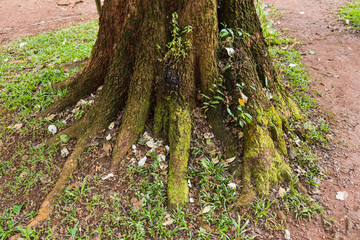 Green moss covered tree roots