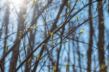 Spring trees in the forest swell and buds bloom.