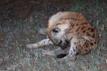 Tüpfelhyäne / Spotted Hyaena / Crocuta crocuta.