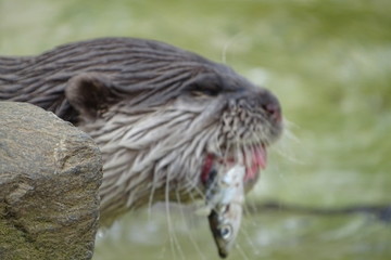 Naklejka na ściany i meble Otters feeding at the zoo