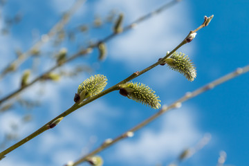 Spring, in mid-April very beautiful buds willow.