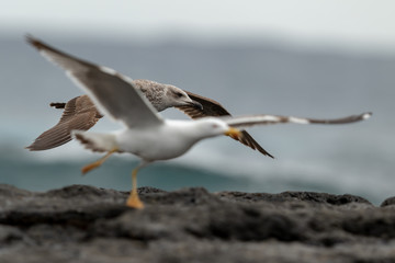 Gull