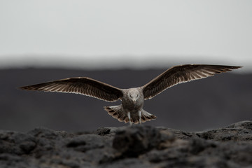 Gull