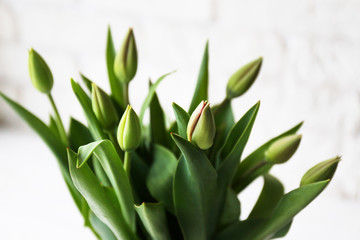 Multy purpose fresh flower composition, bouquet of green tulips w/ closed buds in glass vase. Women's day, mother's day greeting concept. Copy space, close up, top view, crop shot, background.