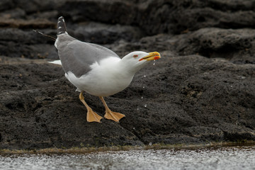 Gull