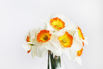 Yellow white daffodil, narcissus, jonquil flower buds in minimal close up composition with visible petal texture and gradients. Baclground, copy space top view.