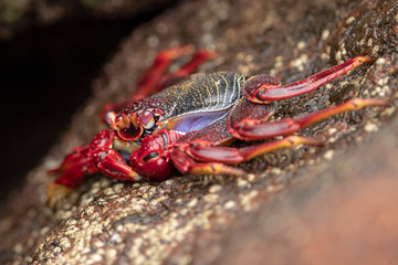 red crab