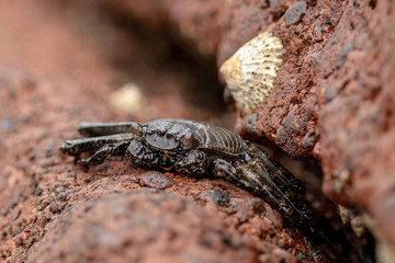 black crab