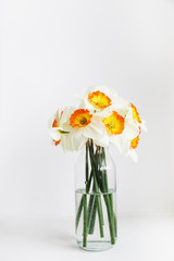 Yellow white daffodil, narcissus, jonquil flower buds in minimal close up composition with visible petal texture and gradients. Baclground, copy space top view.